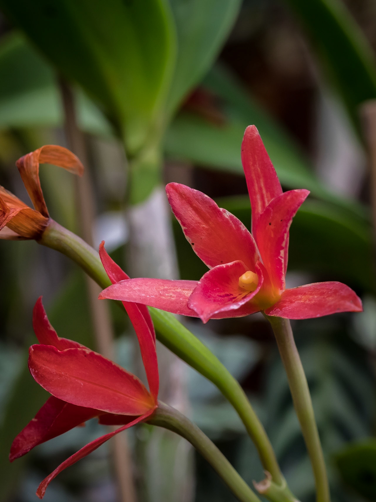 In the Orchid House, Hervey Bay Botanic Gardens