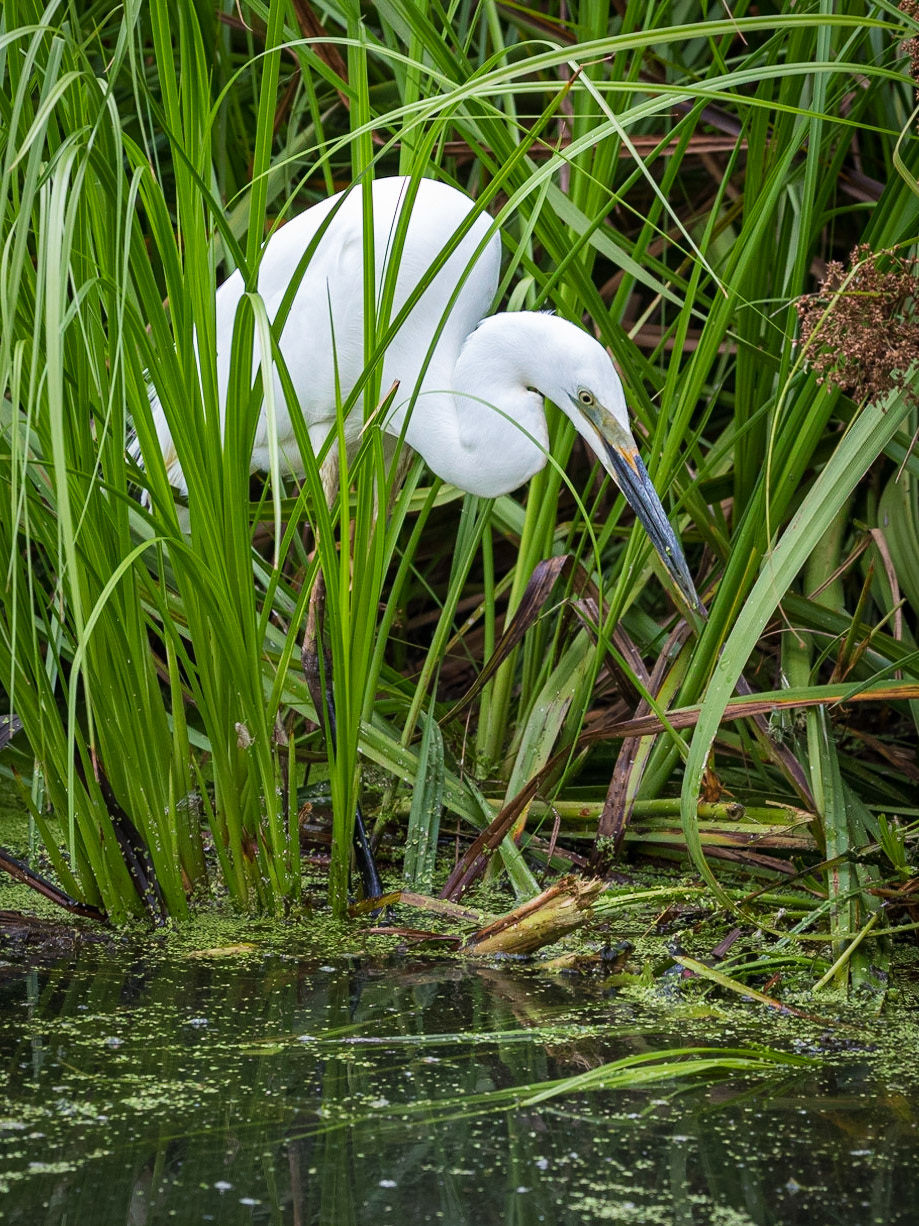Little Egret hunting amongst the grasses