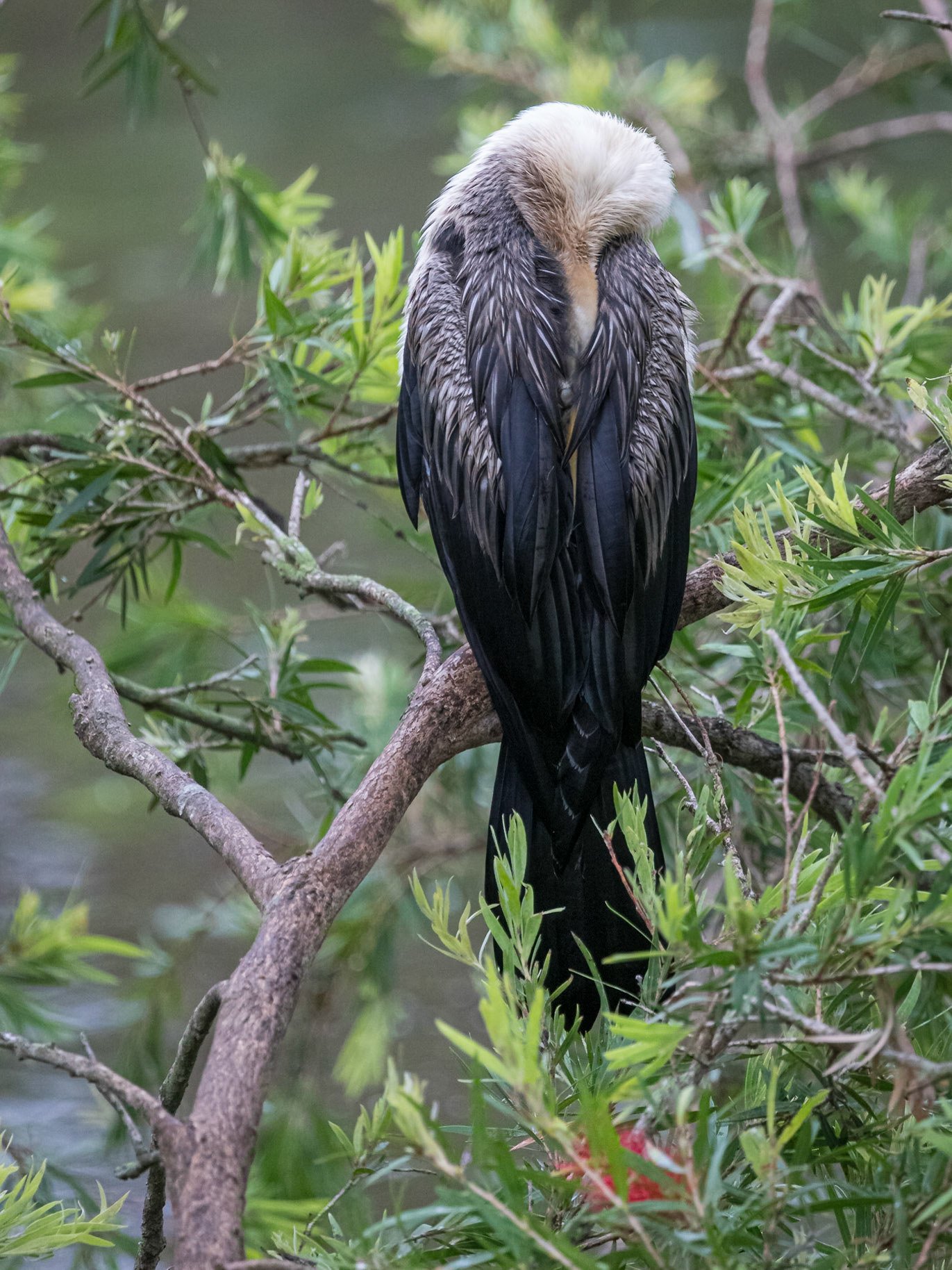 Sleeping Australasian Darter