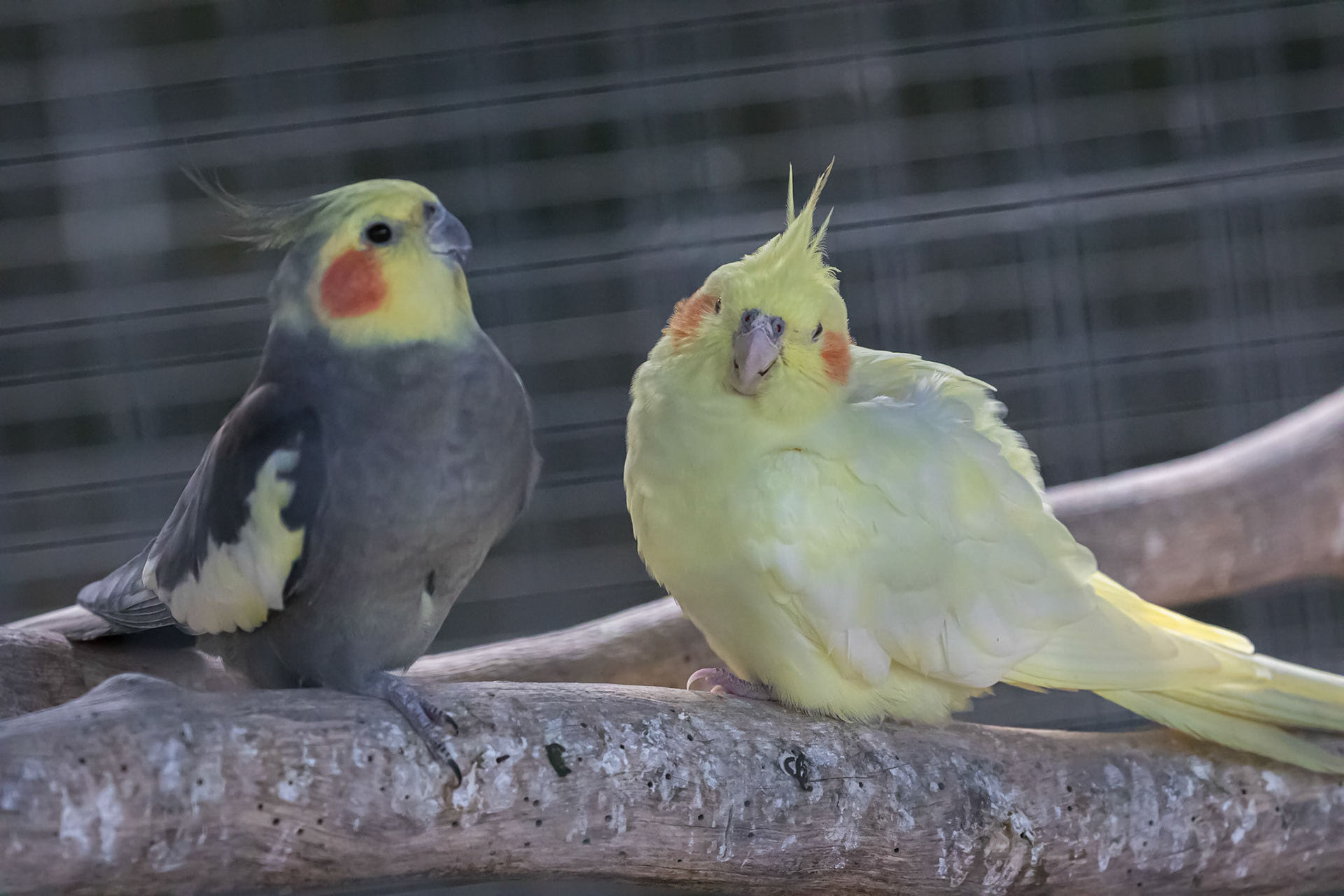 Flying High Bird Sanctuary