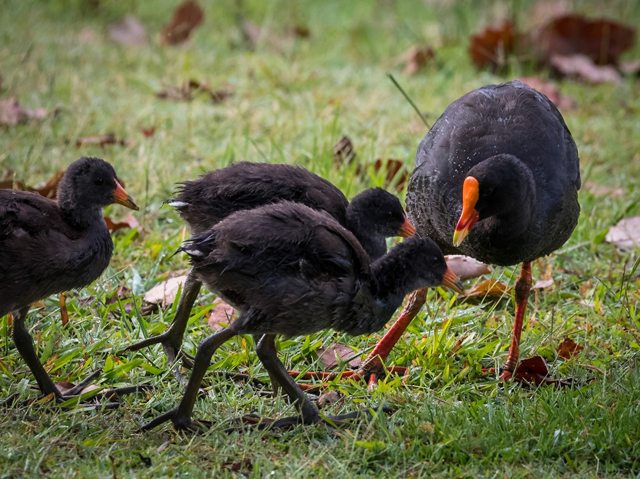 Dusky Moorhen with chicks
