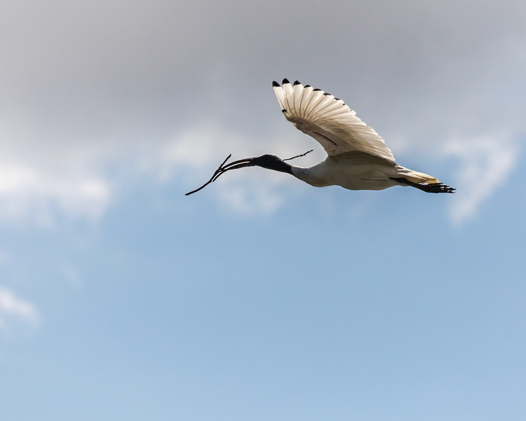 Baldwin Swamp Environment Park