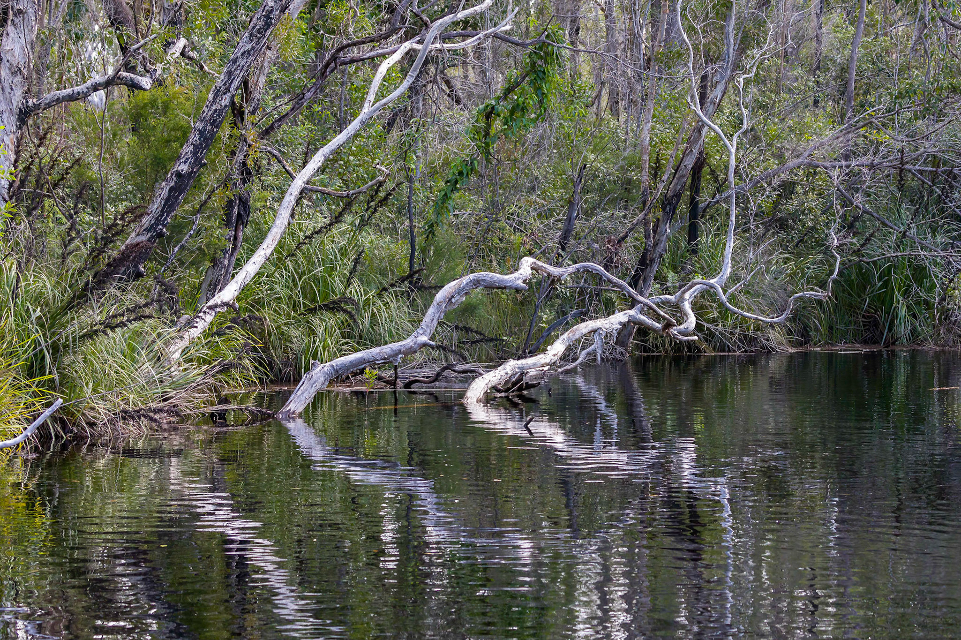 Passing through the Noosa Everglades