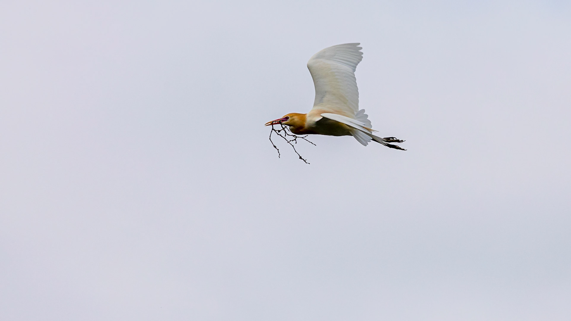Cattle Egret