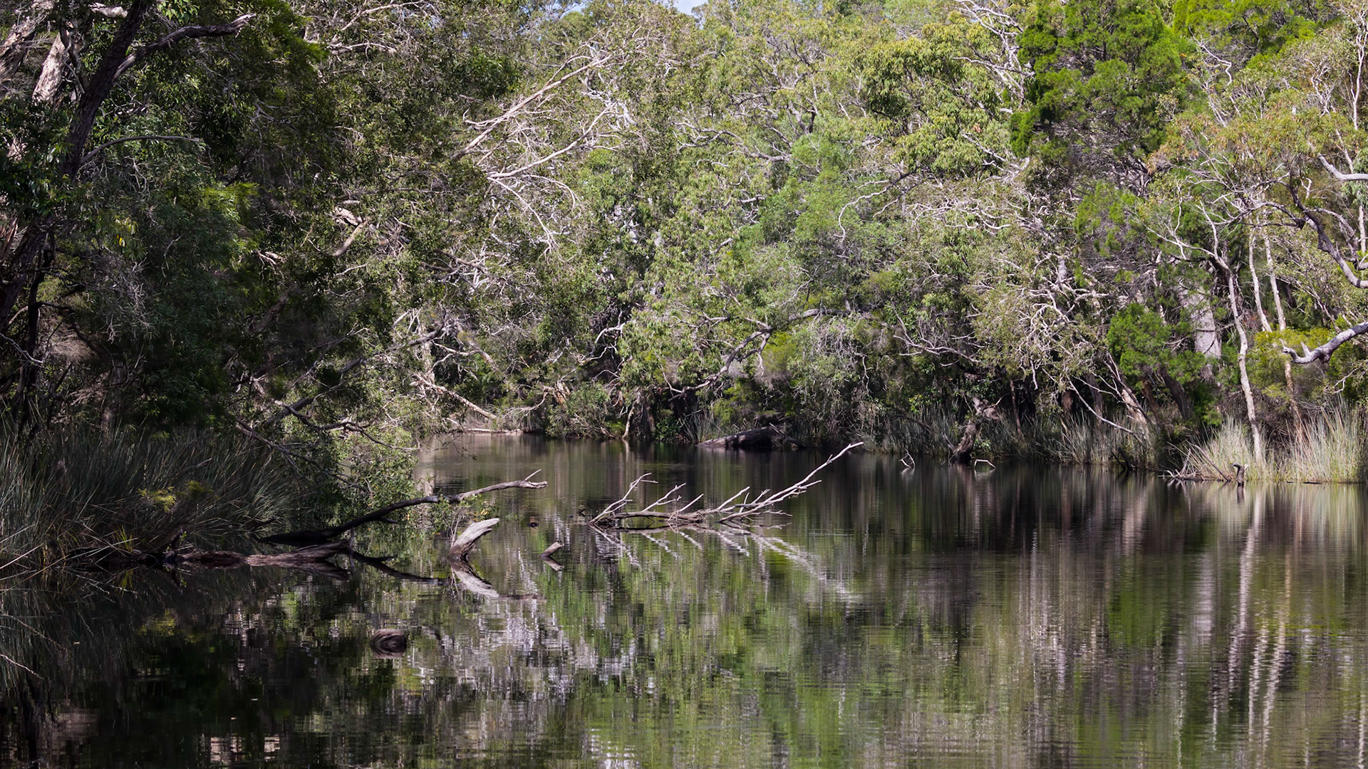 Passing through the Noosa Everglades