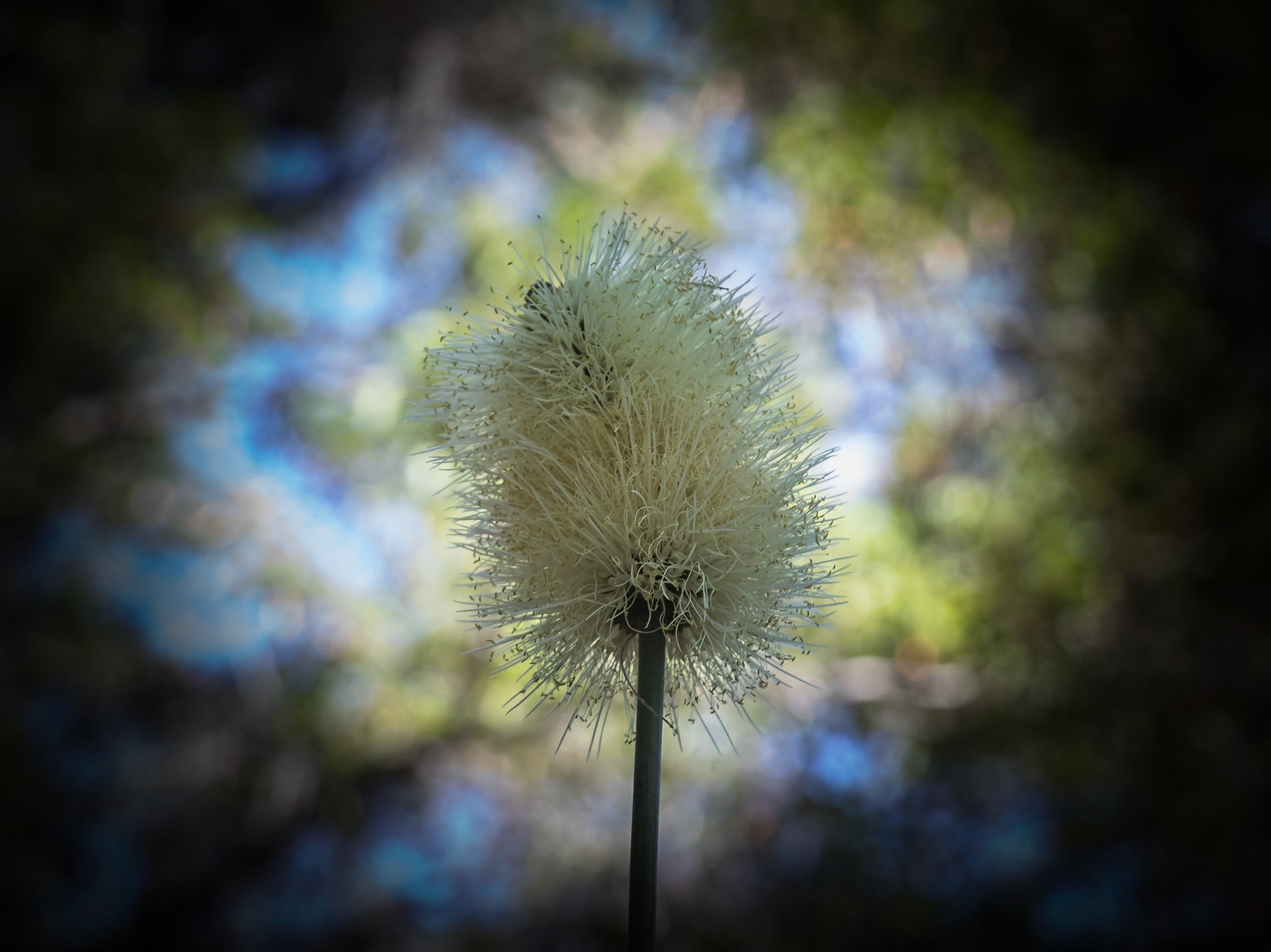 Xanthorrhoea macronema flowering (aka bottlebrush grass tree)