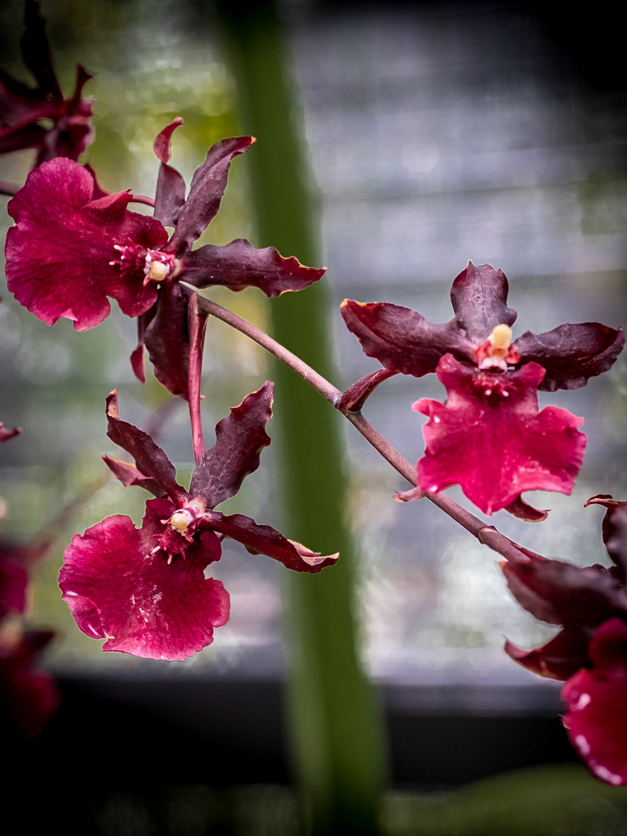 In the Orchid House, Hervey Bay Botanic Gardens