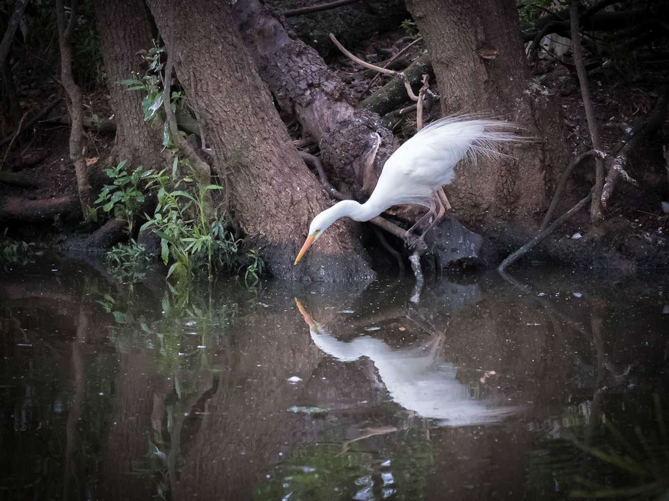 Intermediate Egret, hunting