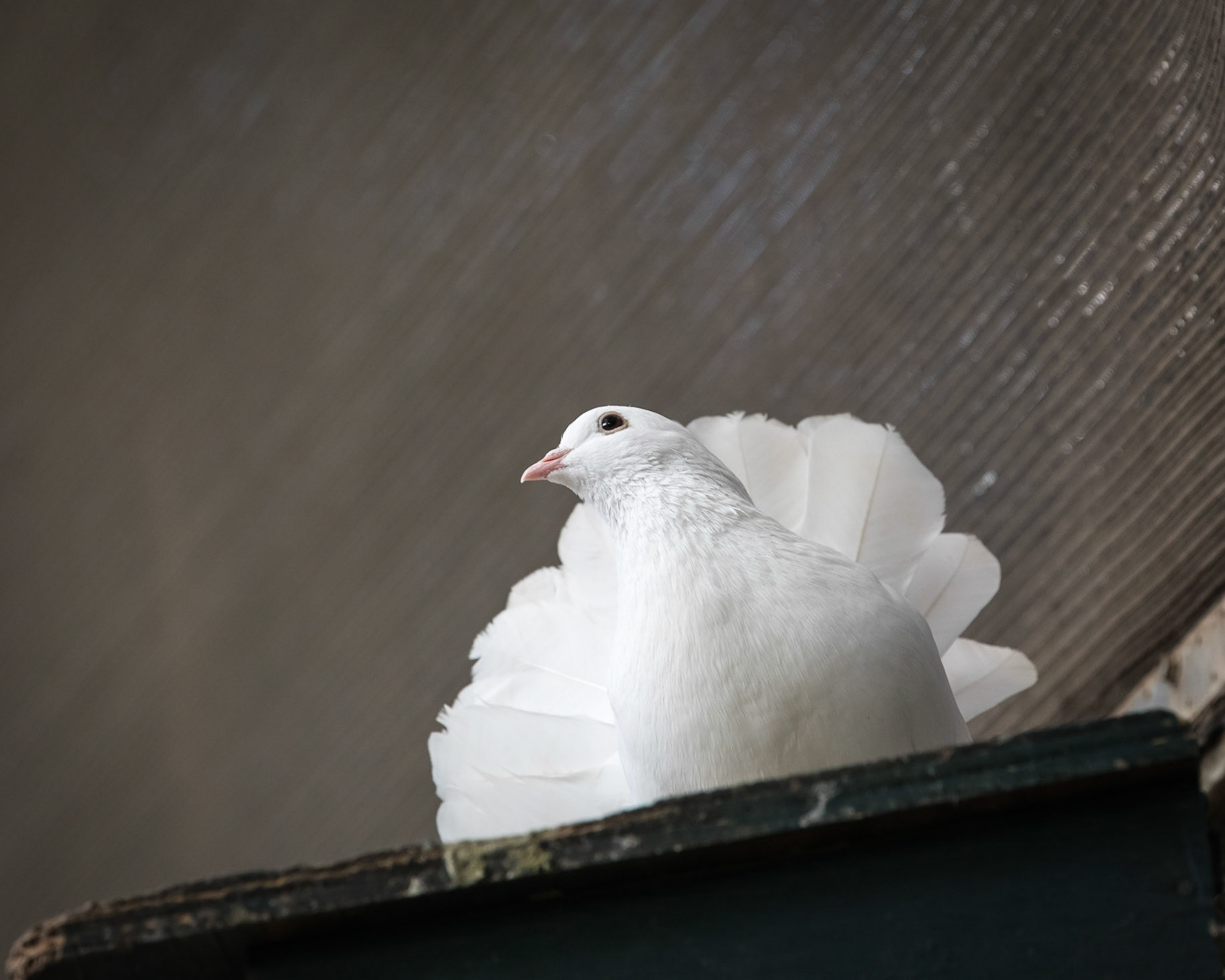 Flying High Bird Sanctuary