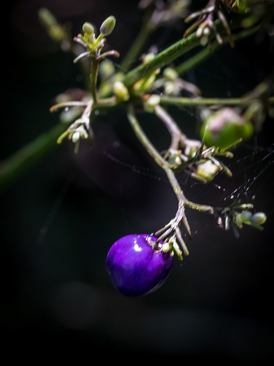 In Hervey Bay Botanic Gardens