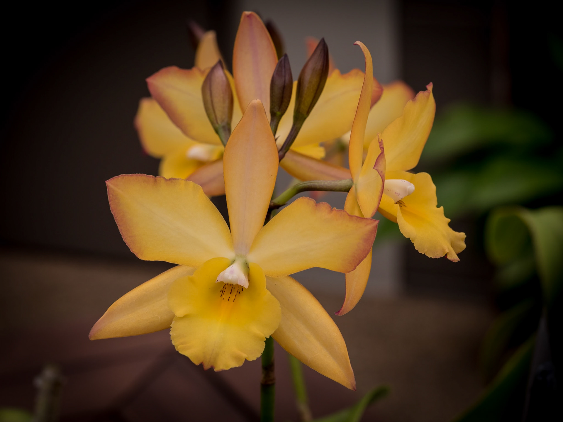 In the Orchid House, Hervey Bay Botanic Gardens