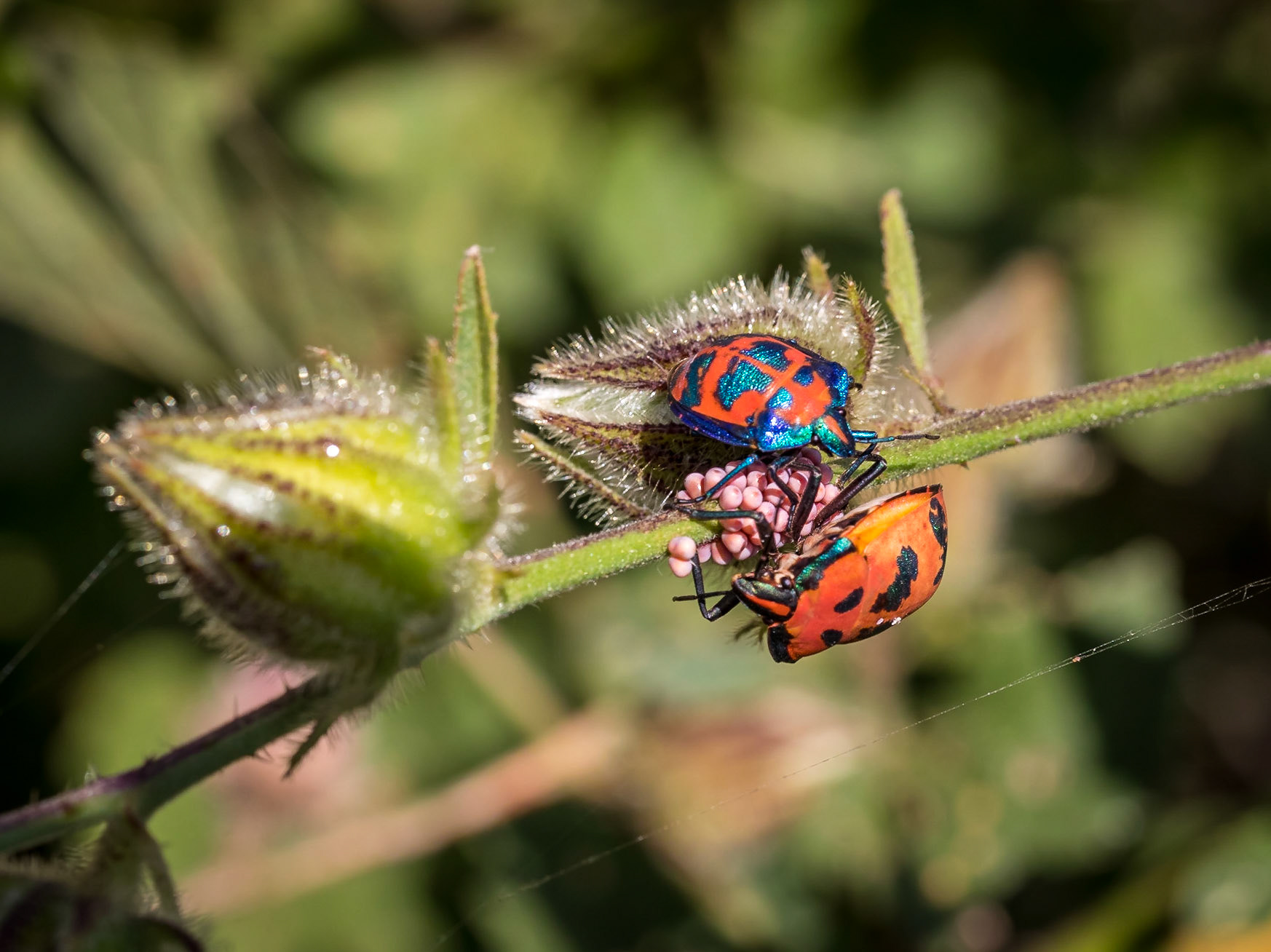 Harlequin Beetles with eggs