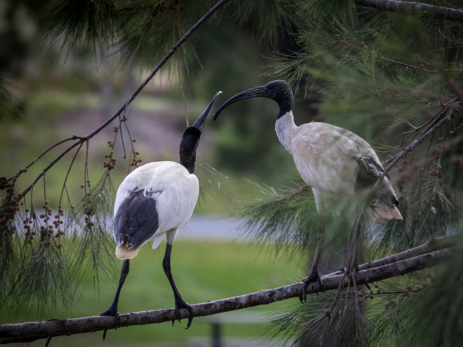 White Ibis Chick Feeding