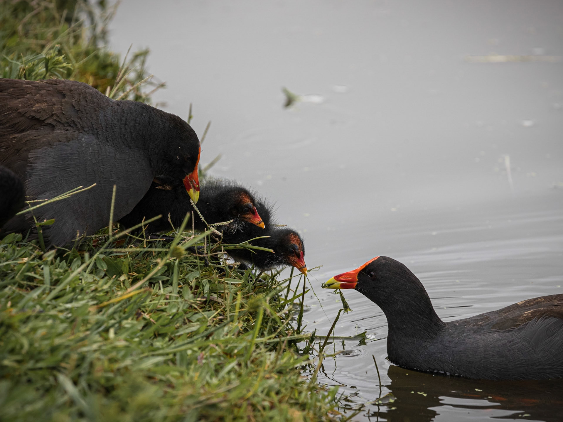Dusky Moorhen family