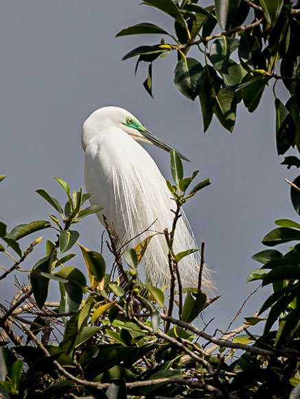 Great Egret with breeding plumage