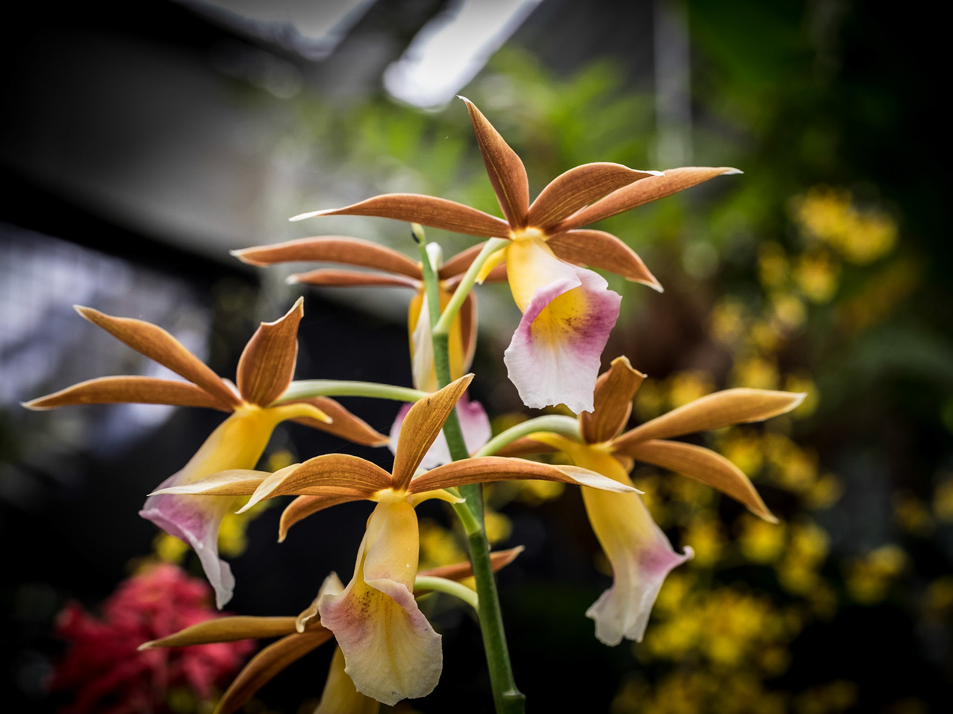 In the Orchid House, Hervey Bay Botanic Gardens
