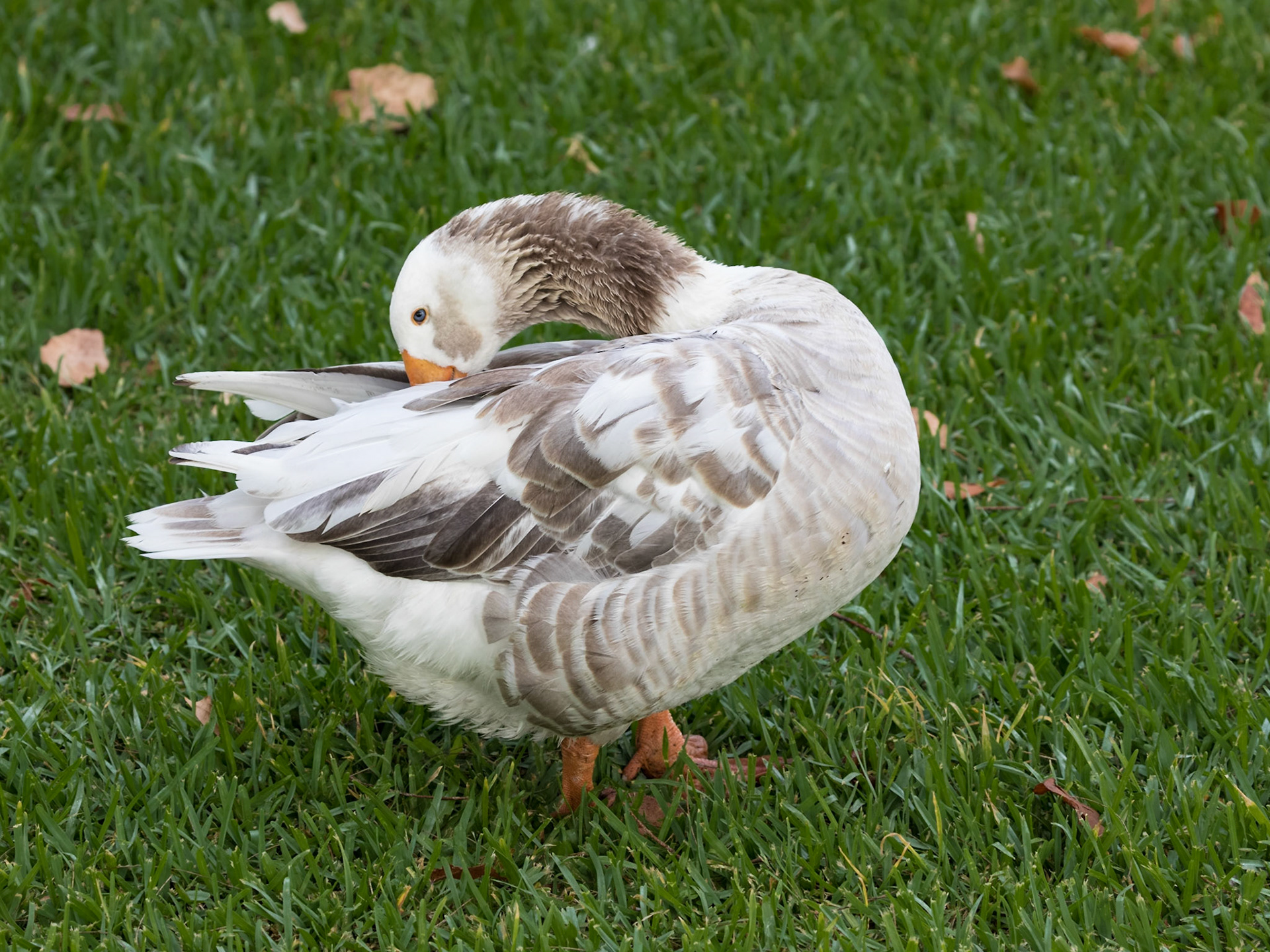 Preening Goose