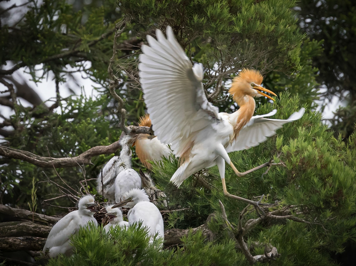 Cattle egret leaves the nest after feeding the chicks.