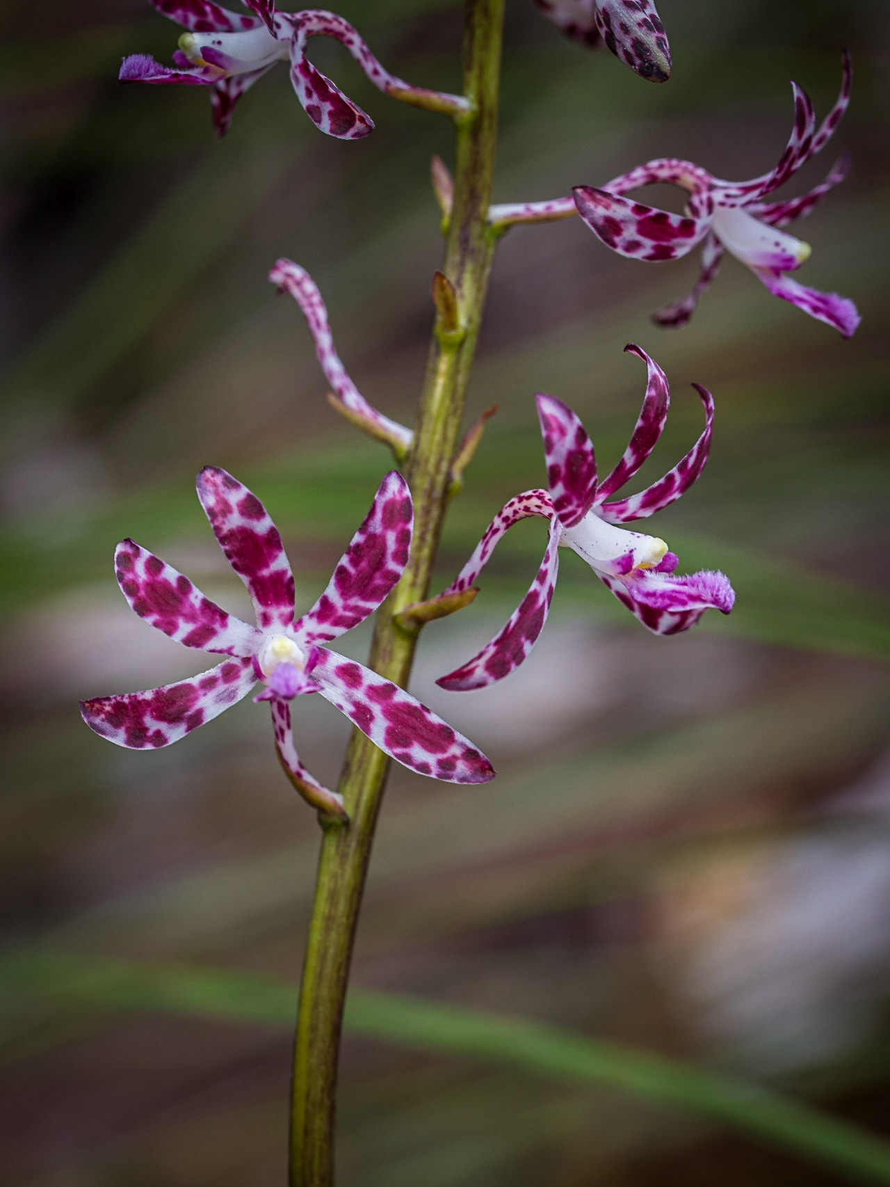 Native Hyacinth Orchid, Dipodium Variegatum, near Dundonga Creek. [Thanks go to Julie]