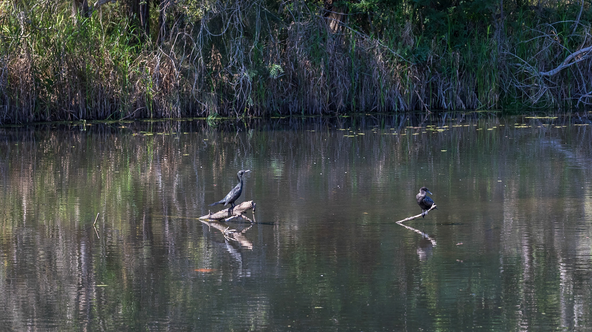Baldwin Swamp Environment Park