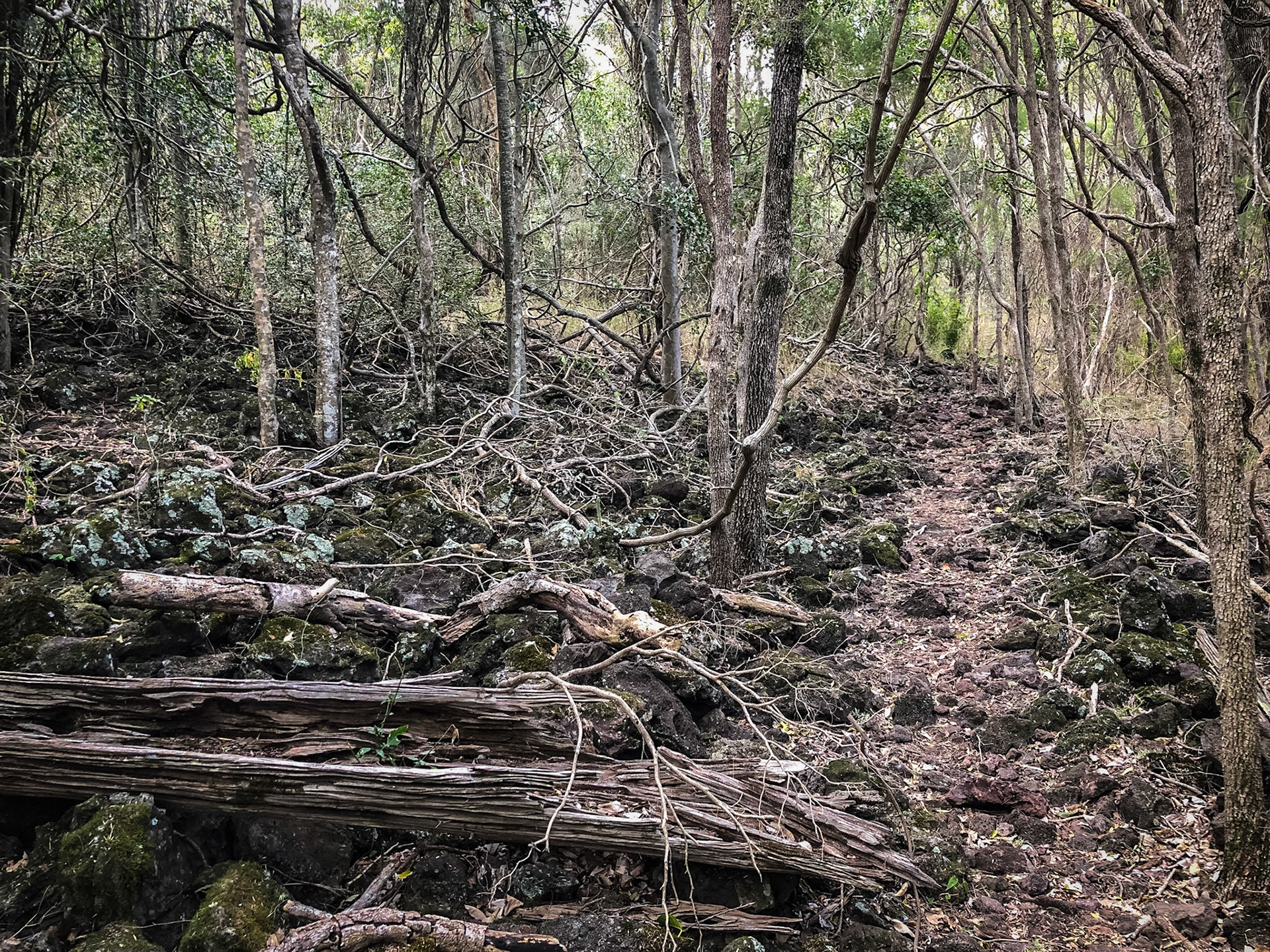 Volcanic rocks along the Coalstoun Lakes National Park hiking trail
