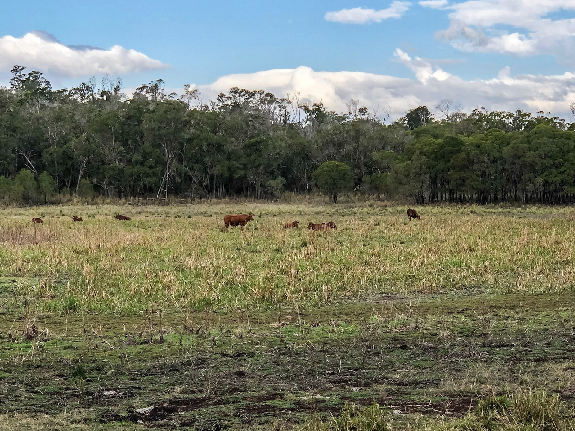 Cattle grazing on the base of an old volcano crater: Coalstoun Lakes National Park