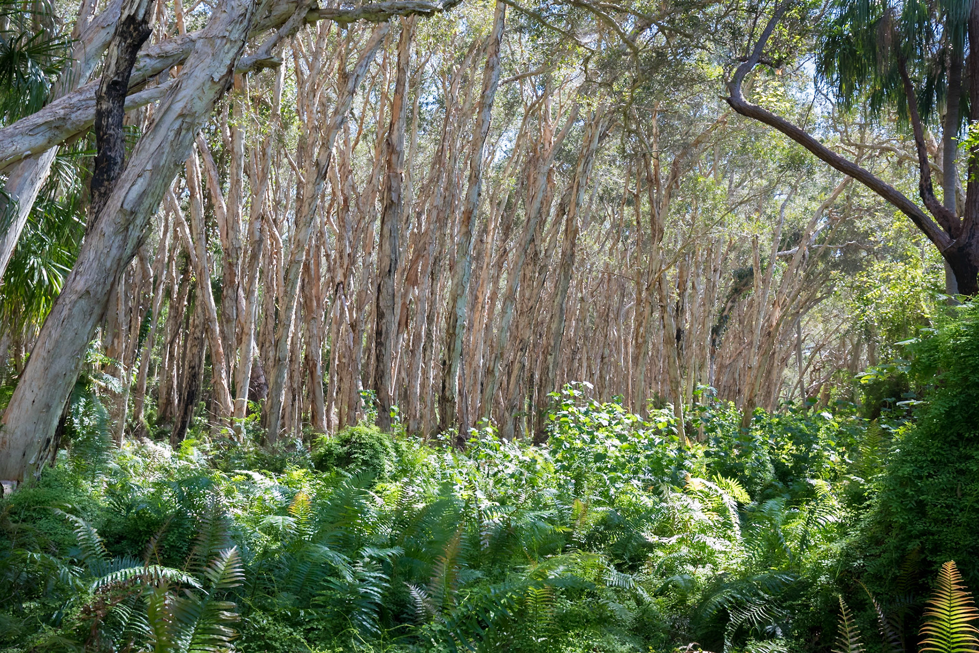 Paperbark Forest (Bush Heritage Australia)