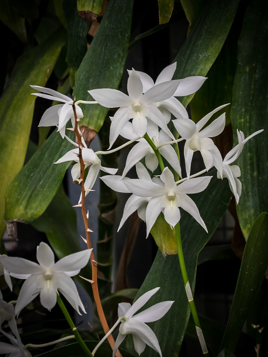 In the Orchid House, Hervey Bay Botanic Gardens
