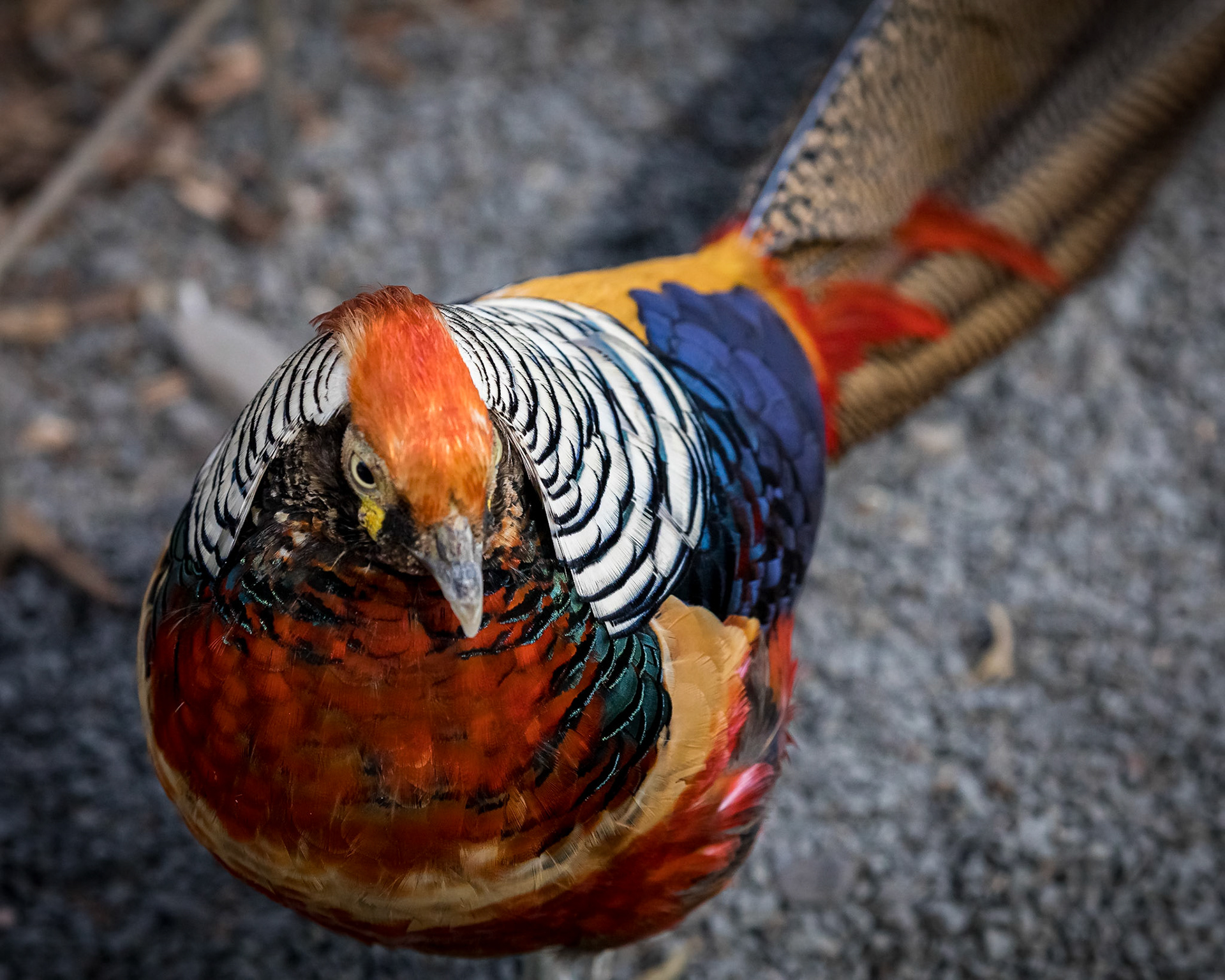 Flying High Bird Sanctuary