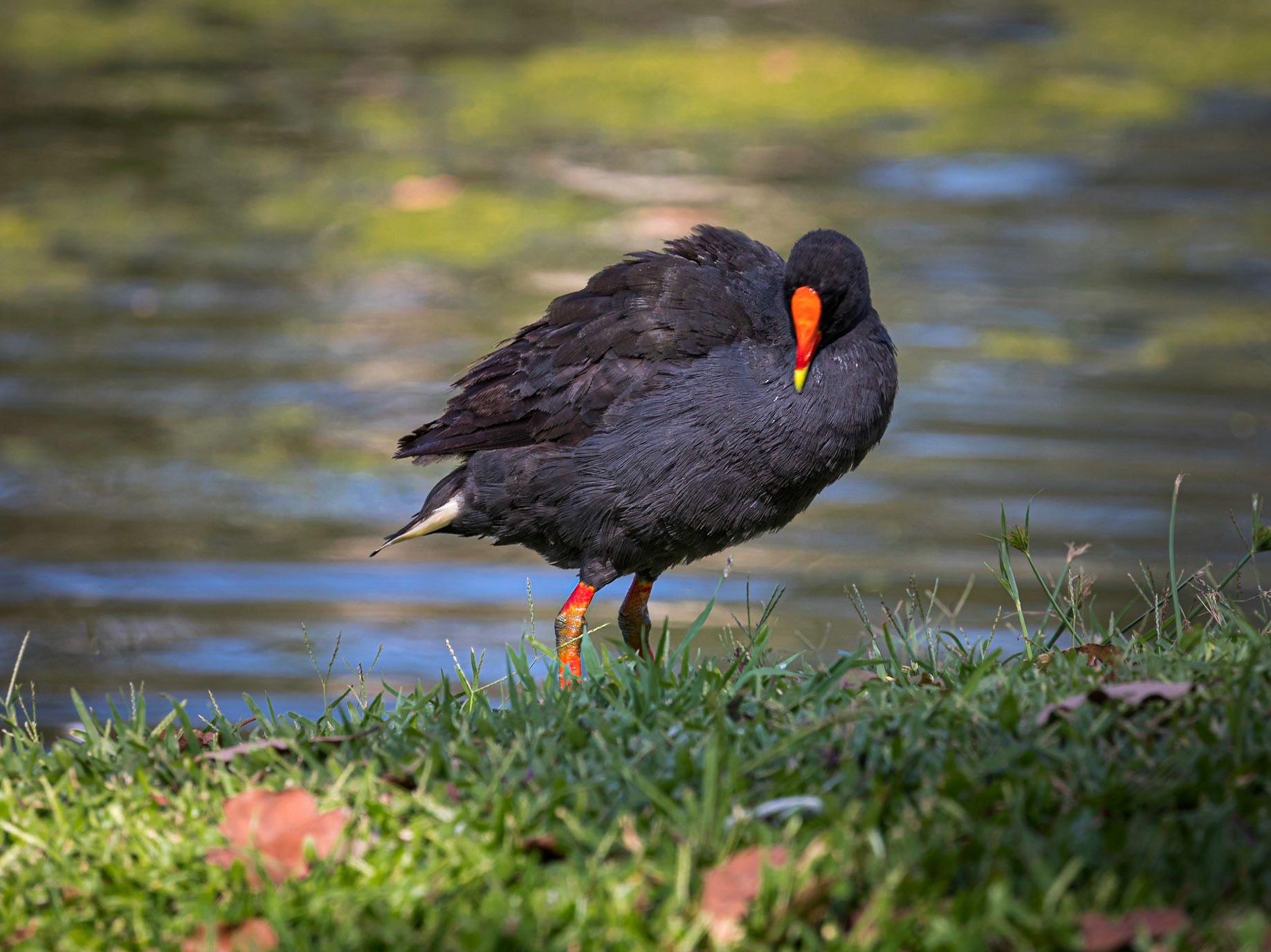Dusky Moorhen