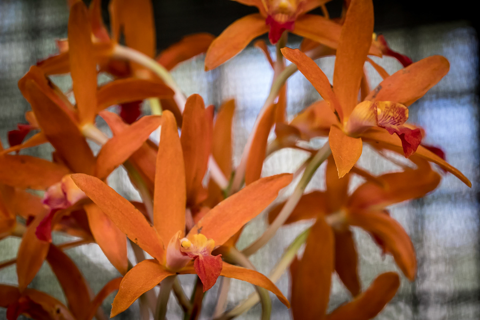 In the Orchid House, Hervey Bay Botanic Gardens