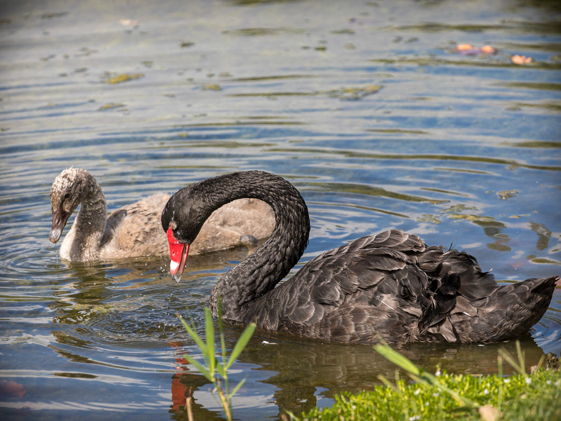 Mother and cygnet