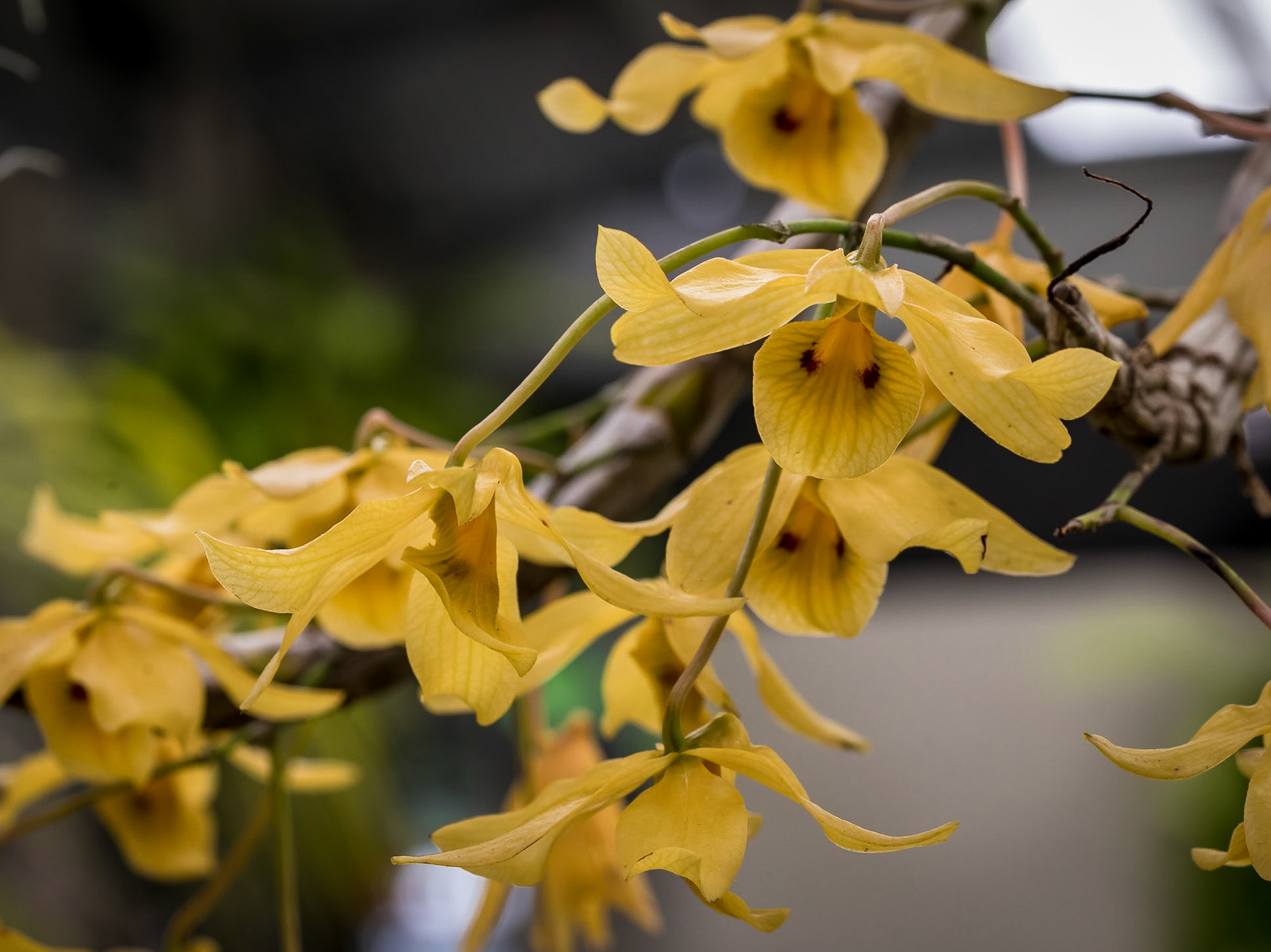 In the Orchid House, Hervey Bay Botanic Gardens