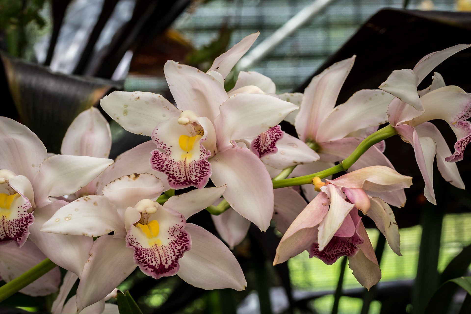 In the Orchid House, Hervey Bay Botanic Gardens