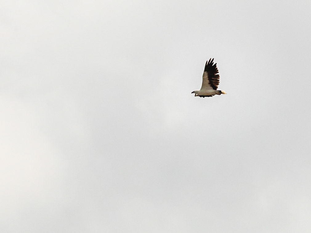 Woody Island (Tooliewah): Osprey