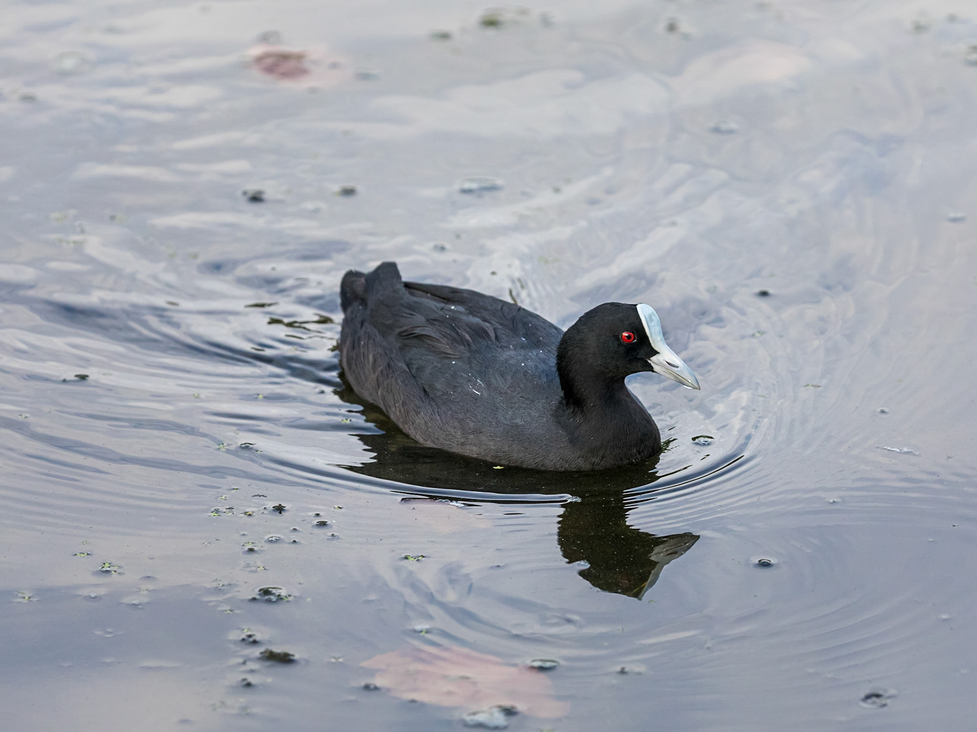 Eurasian Coot