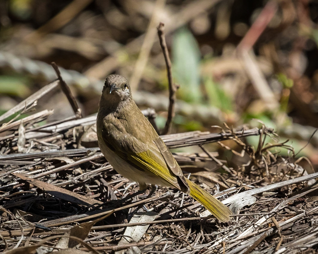 Baldwin Swamp Environment Park