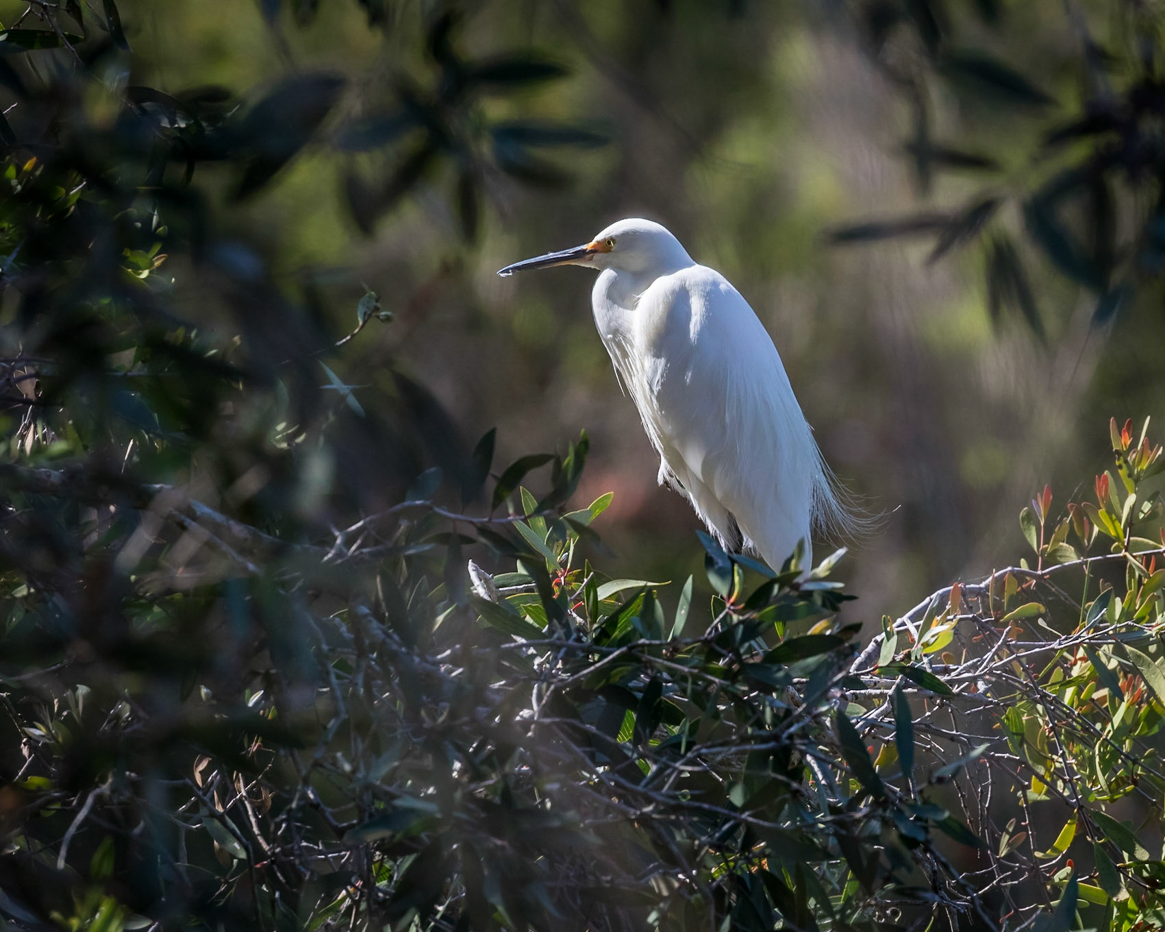 Baldwin Swamp Environment Park