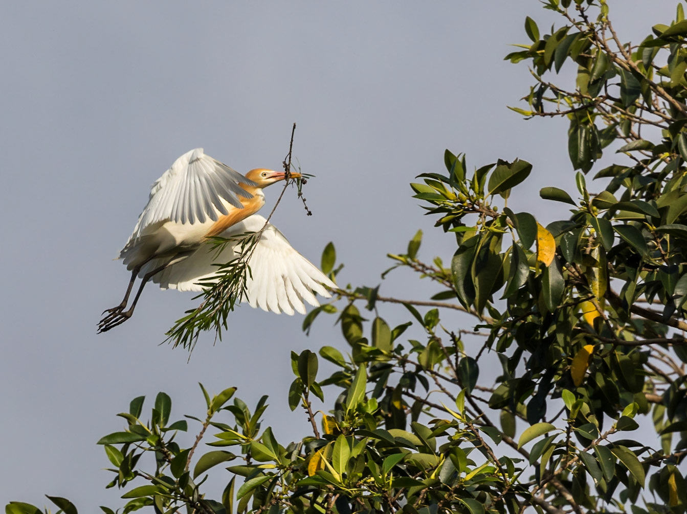 Cattle Egret
