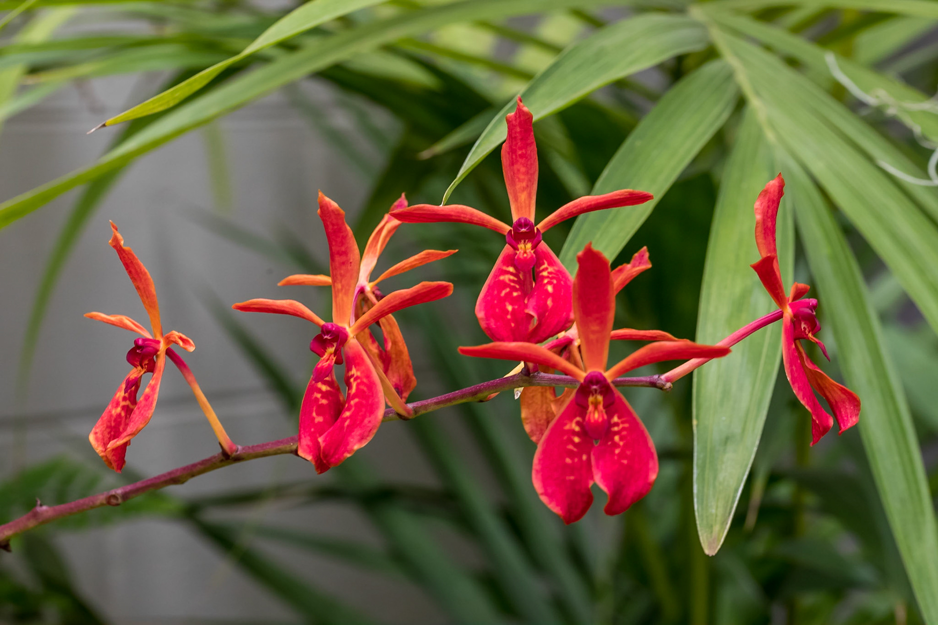 In the Orchid House, Hervey Bay Botanic Gardens