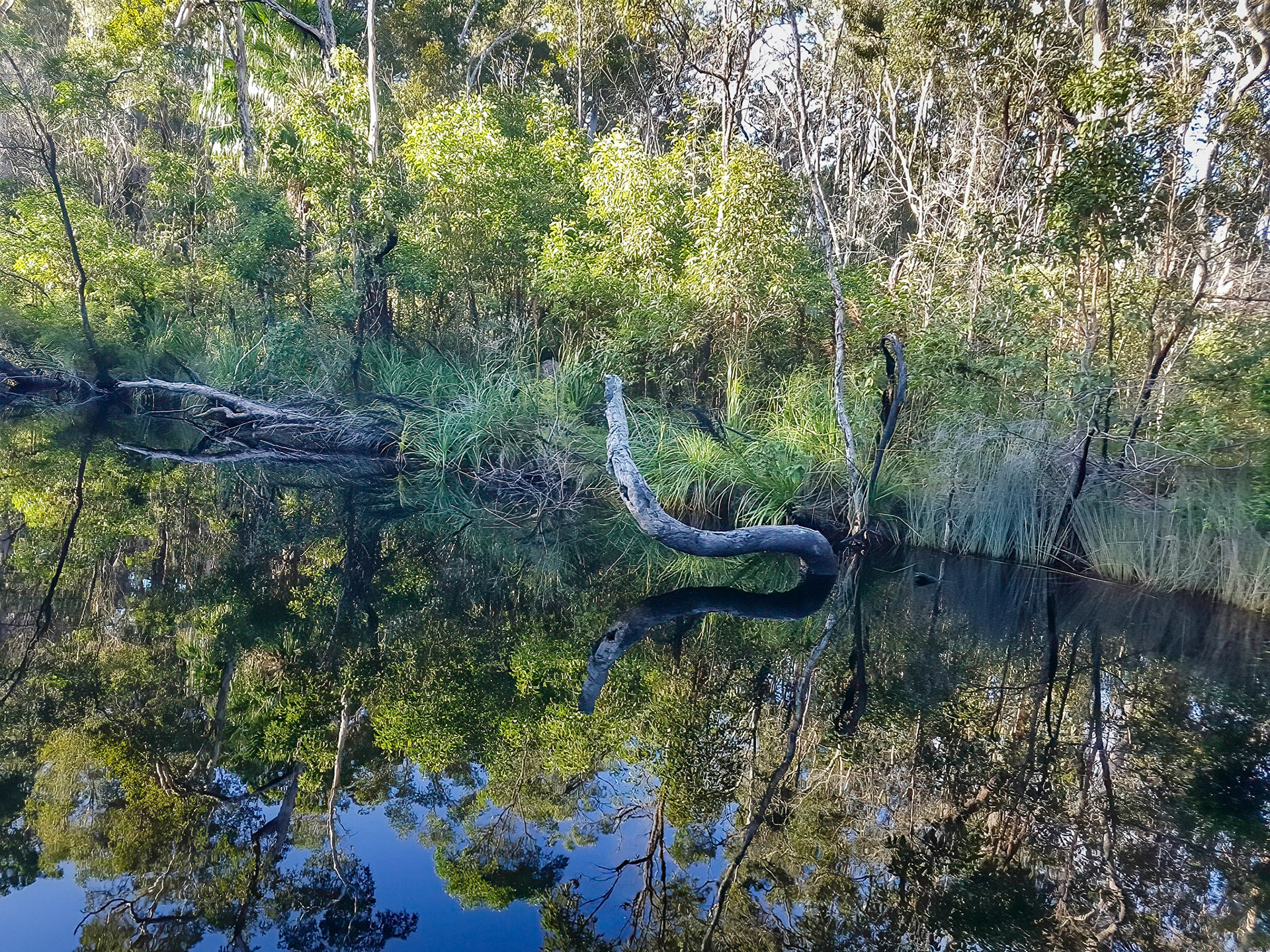 Everglades Afternoon Mirror Water (by Julie F)