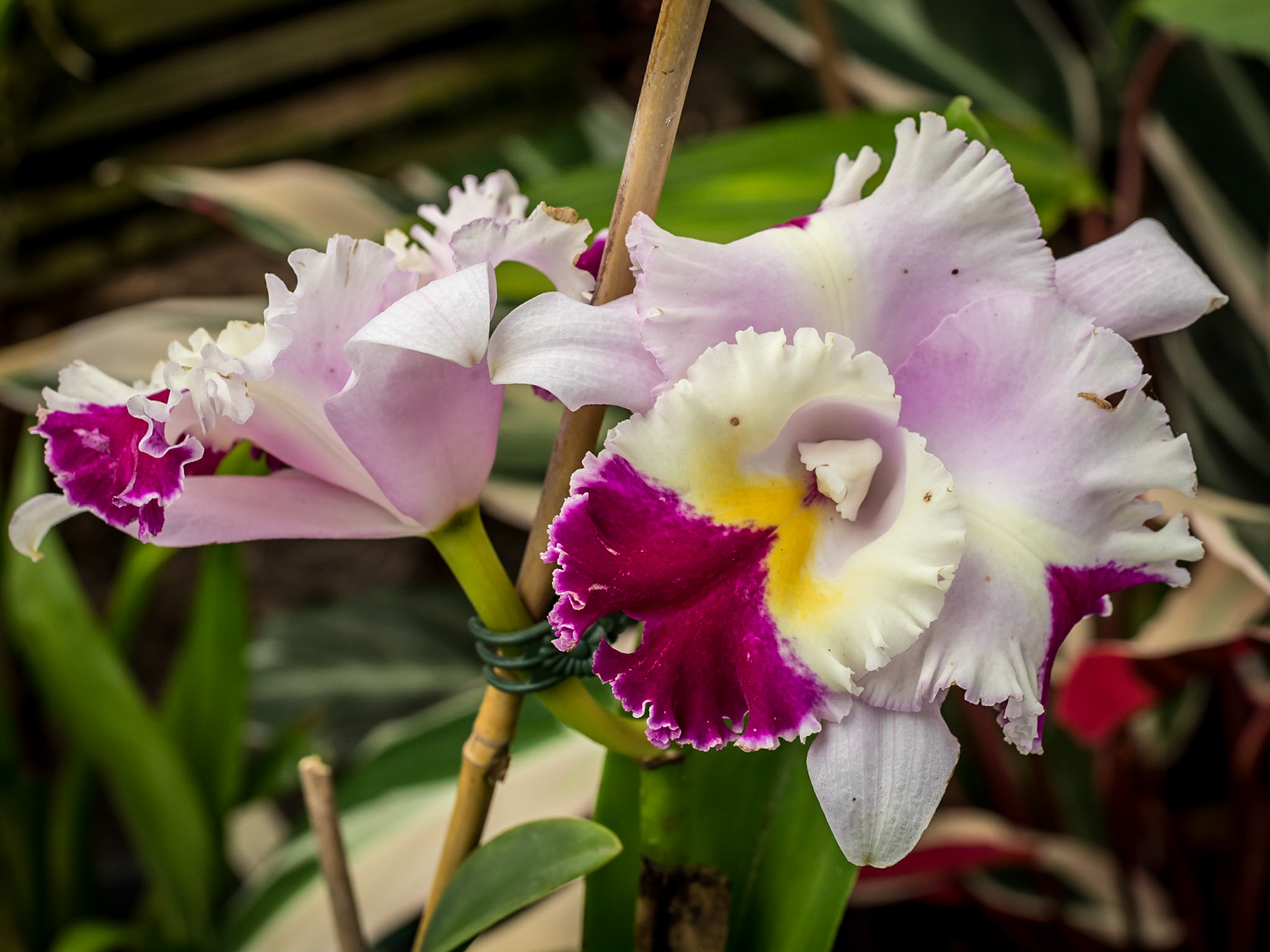 In the Orchid House, Hervey Bay Botanic Gardens