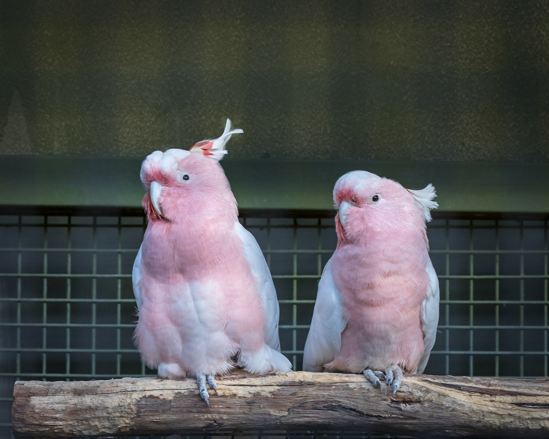 Flying High Bird Sanctuary