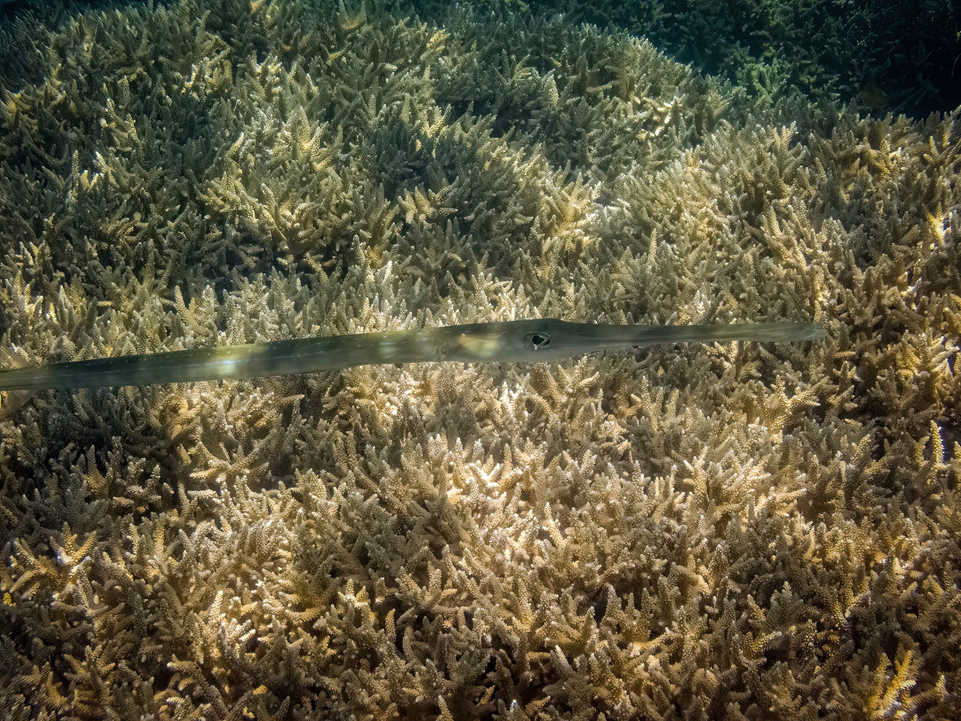 Coral reef in the Lady Musgrave Island lagoon