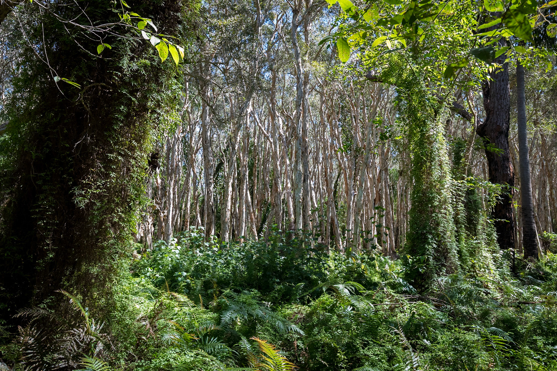 Paperbark Forest (Bush Heritage Australia)