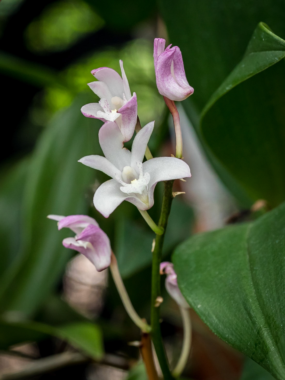 In the Orchid House, Hervey Bay Botanic Gardens