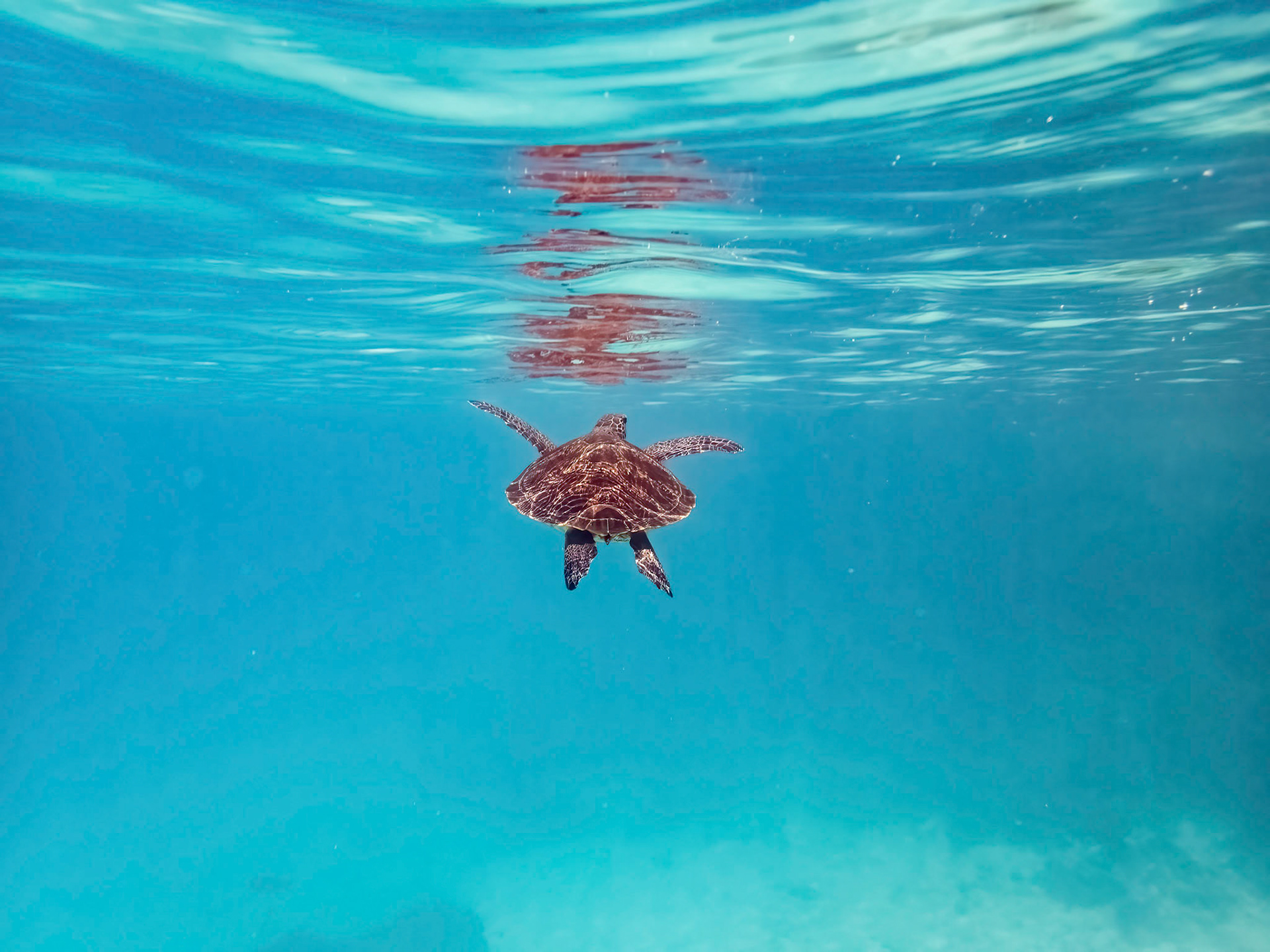 A green turtle in the Lady Musgrave Island lagoon