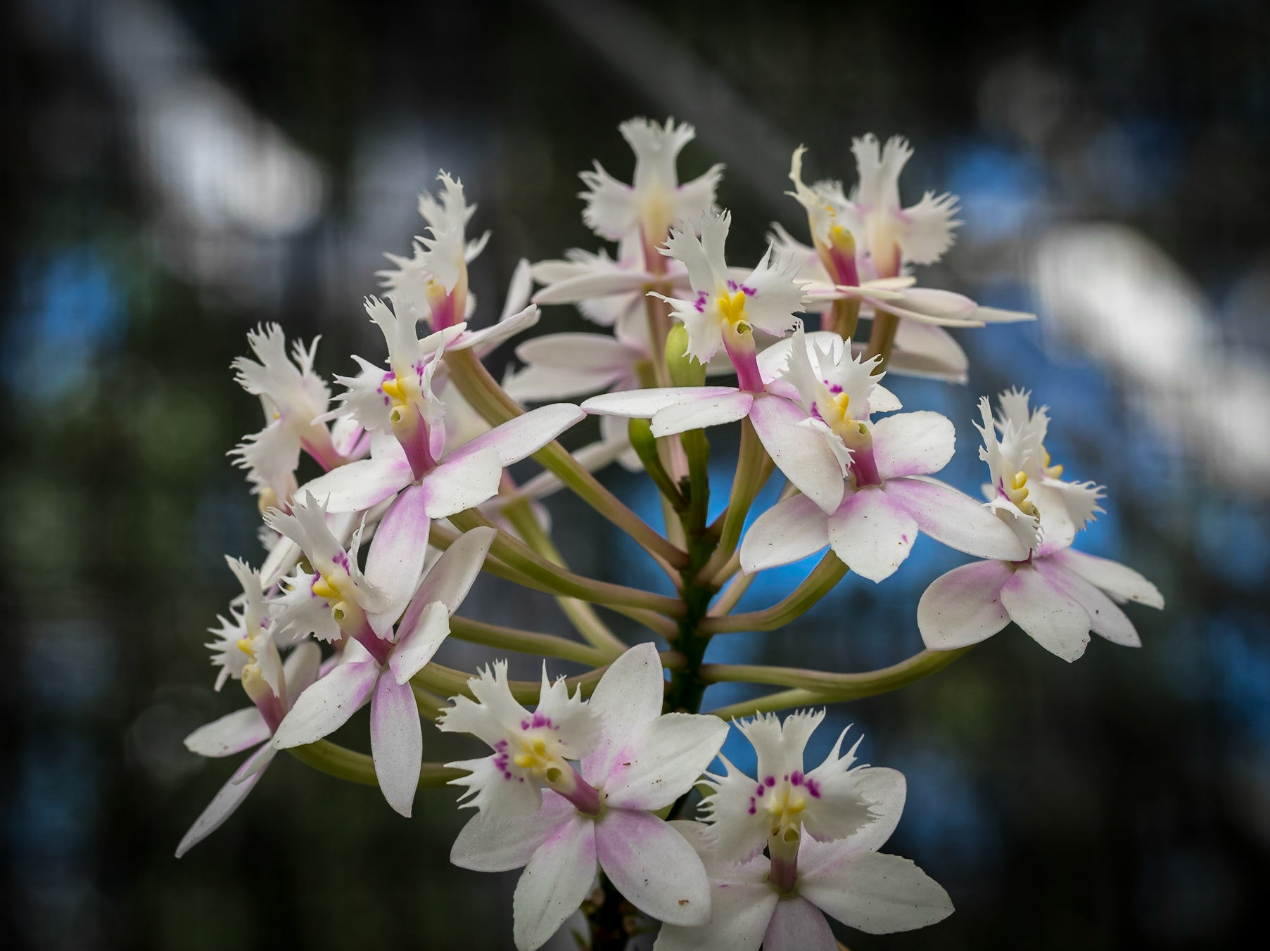 In the Orchid House, Hervey Bay Botanic Gardens