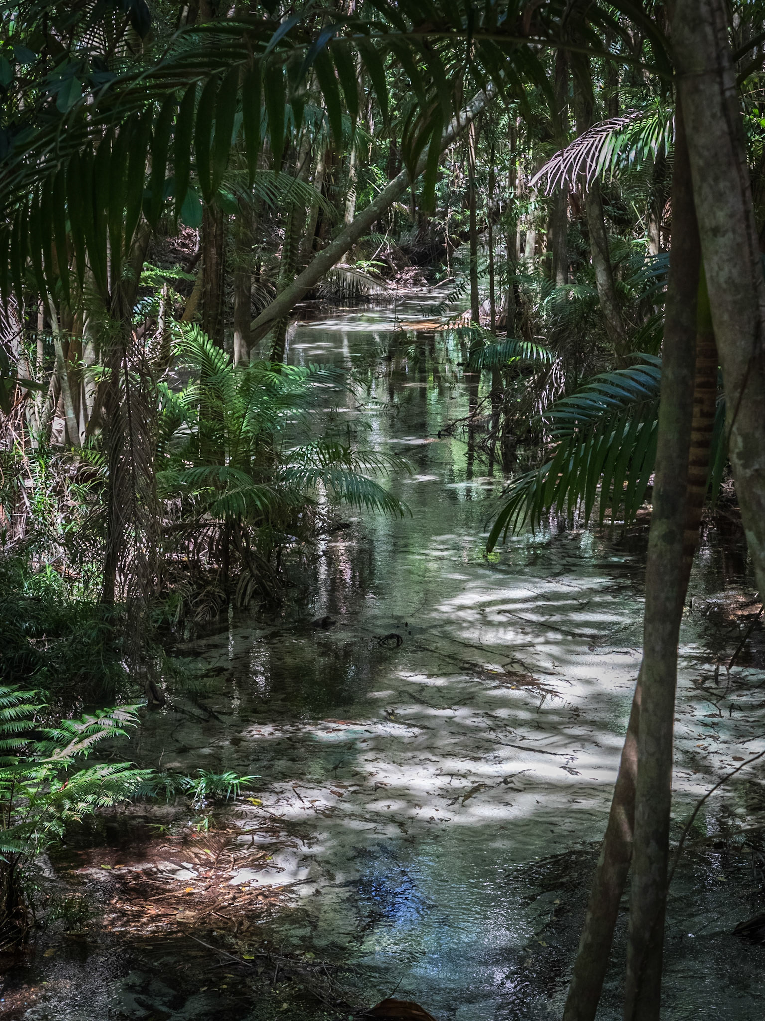 Wanggoolba Creek at Central Station