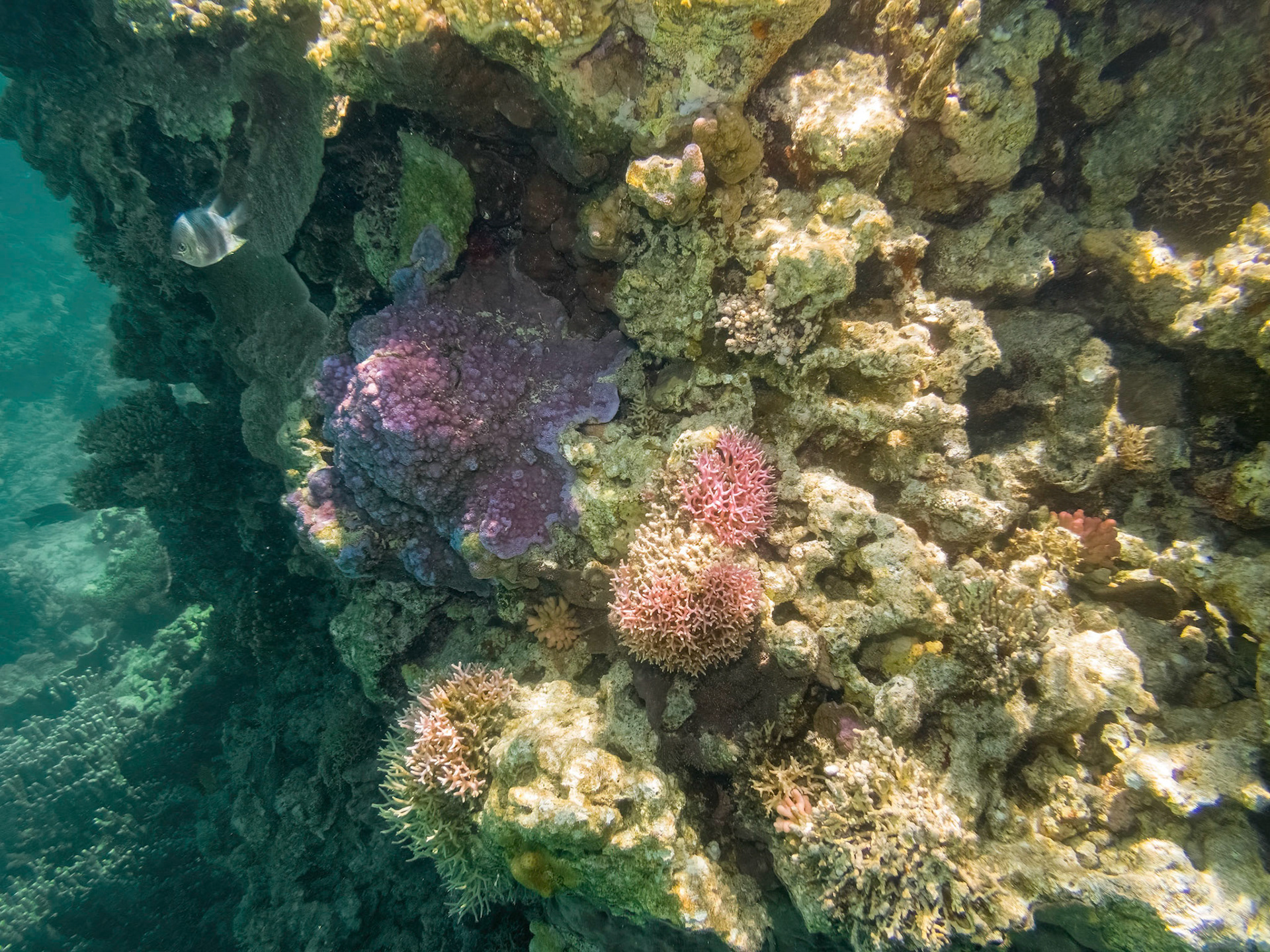 Coral reef in the Lady Musgrave Island lagoon